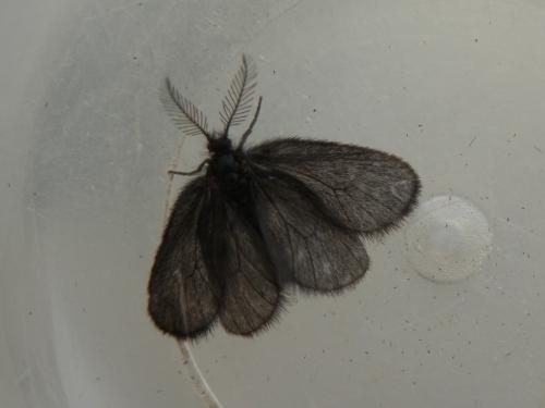 Epichnopterix sieboldii