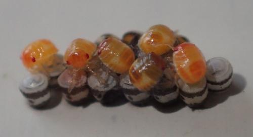 Eurydema sp.
