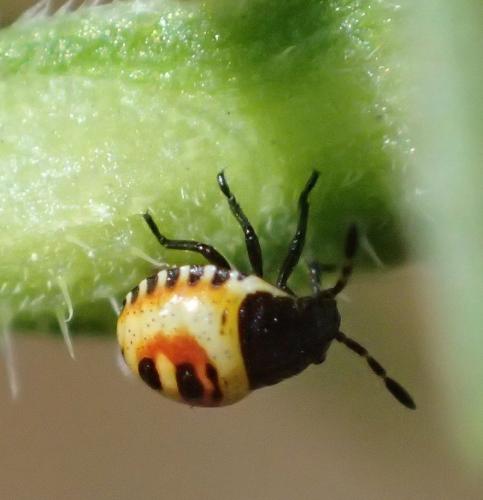 Eurydema sp.