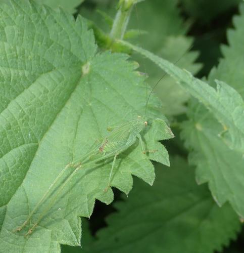 Phaneroptera sp.