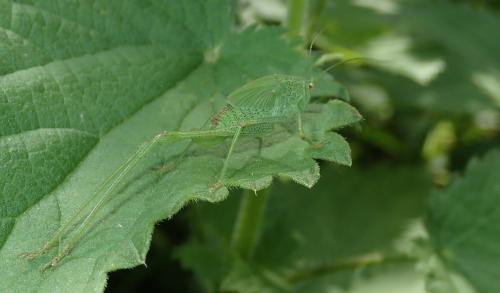 Phaneroptera sp.