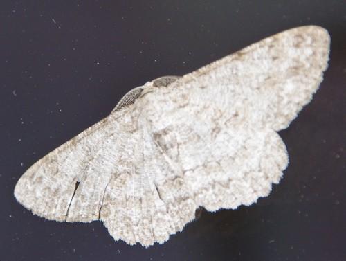Réf. 162 991 : Hypomecis punctinalis
