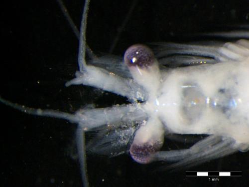 Siriella jaltensis