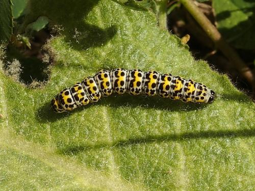 Réf. 162 430 : Cucullia verbasci