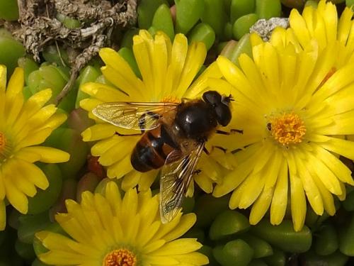Eristalis tenax