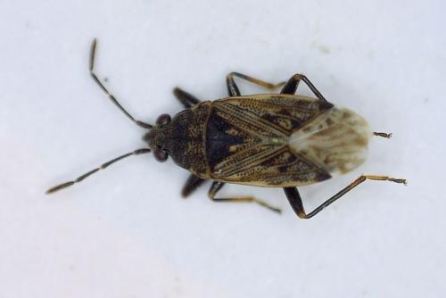 Réf. 162 423 : Peritrechus nubilus