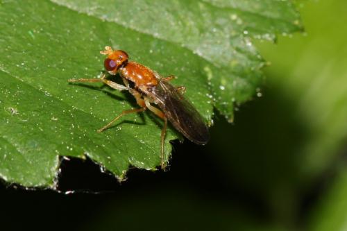 Chyliza vittata