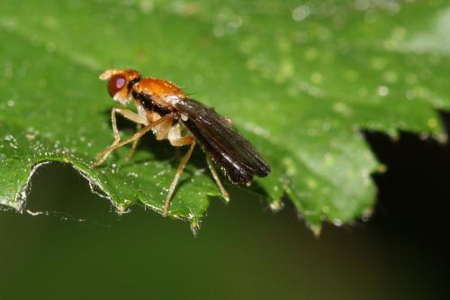 Réf. 162 299 : Chyliza vittata