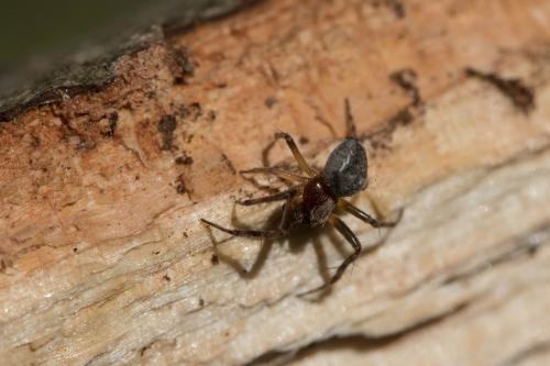 Réf. 162 013 : Araneus sp.