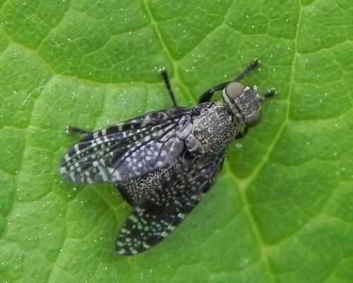 Platystoma seminationis