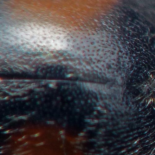 Scymnus frontalis