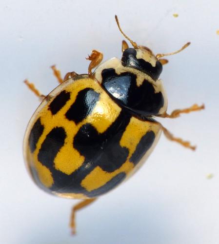 Réf. 162 394 : Propylea quatuordecimpunctata