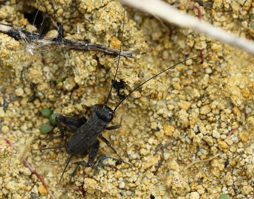Eumodicogryllus bordigalensis bordigalensis