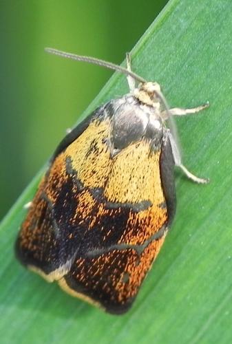 Réf. 162 769 : Ptycholoma lecheana