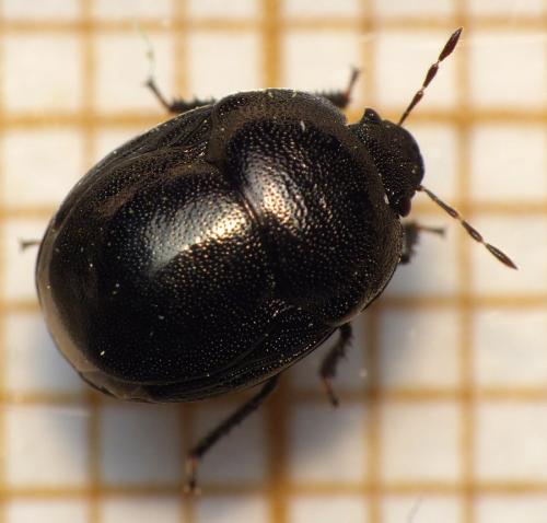 Réf. 162 693 : Thyreocoris scarabaeoides