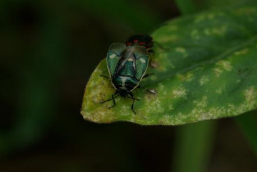 Eurydema oleracea