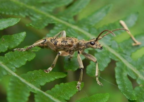 Réf. 162 733 : Rhagium sycophanta