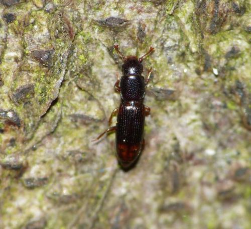 Rhizophagus bipustulatus