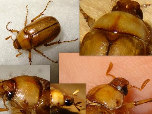 Rhizotrogus marginipes