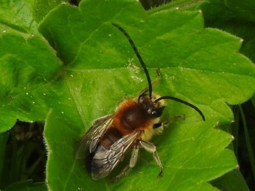 Eucera sp.