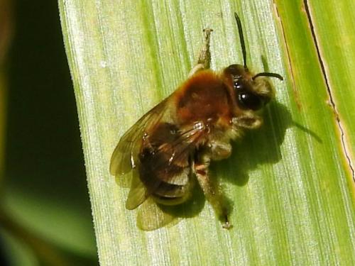 Eucera sp.