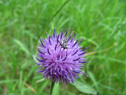 Capsodes sulcatus