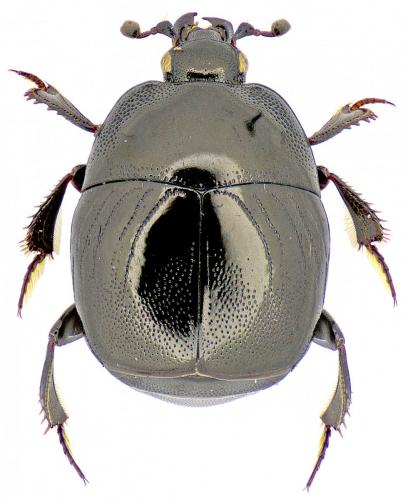 Réf. 162 130 : Saprinus planiusculus