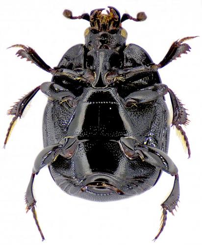 Réf. 162 131 : Saprinus planiusculus
