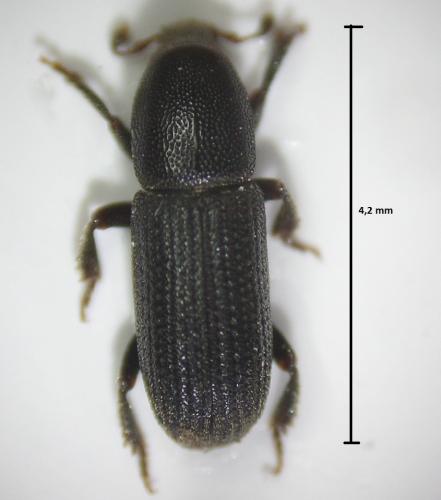 Hylastes sp.