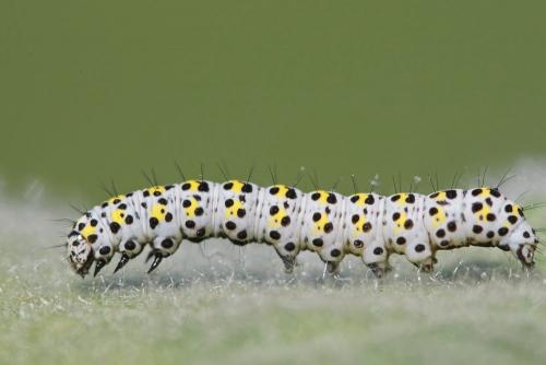 Réf. 162 436 : Cucullia verbasci