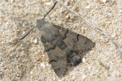 Réf. 162 838 : Macroglossum stellatarum