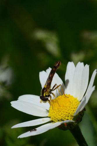 Réf. 162 004 : Sphaerophoria scripta