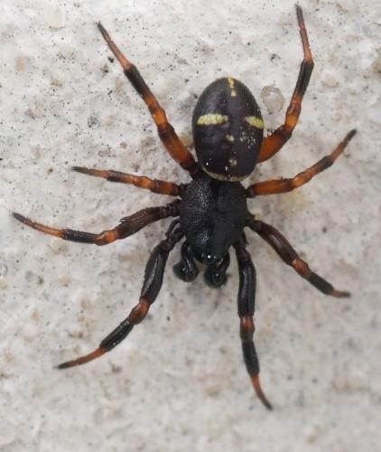Asagena phalerata