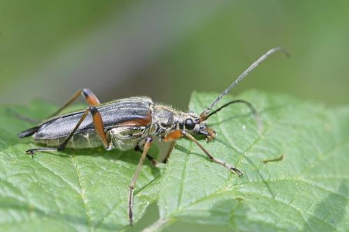 Réf. 162 743 : Stenocorus meridianus