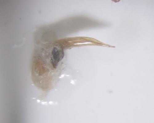 Réf. 162 892 : Stenolophus teutonus