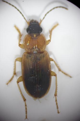 Réf. 162 890 : Stenolophus teutonus