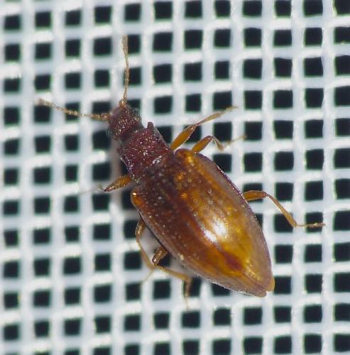 Réf. 162 326 : Stephostethus lardarius