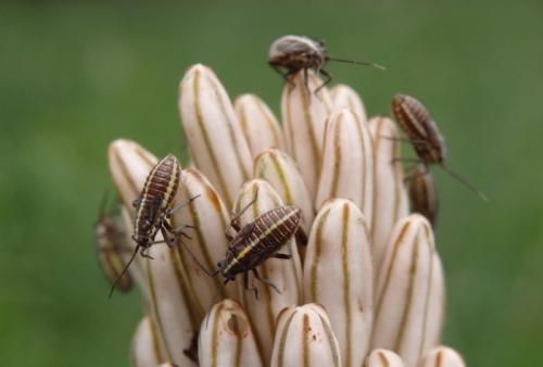 Horistus orientalis