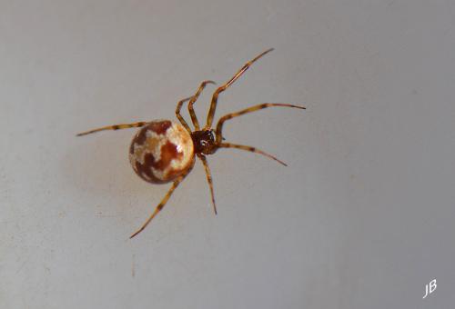 Steatoda triangulosa