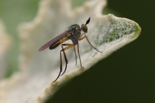 Syntormon pallipes
