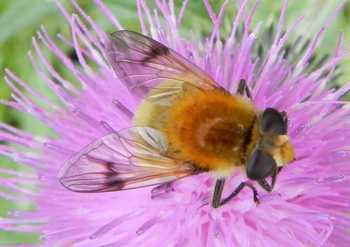 Réf. 162 025 : Sericomyia superbiens