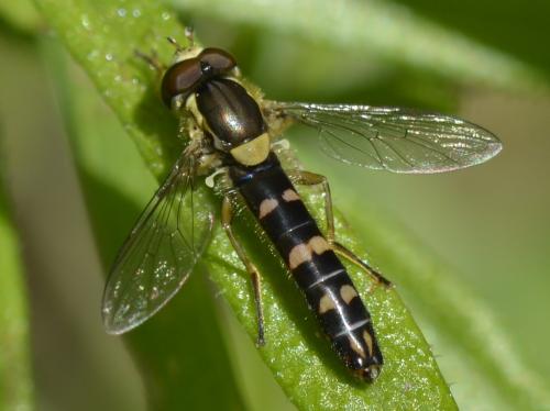 Sphaerophoria scripta
