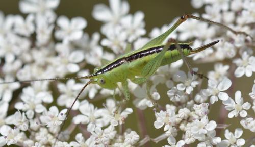 Réf. 162 935 : Conocephalus fuscus