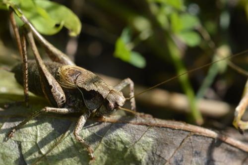 Réf. 162 116 : Pholidoptera griseoaptera
