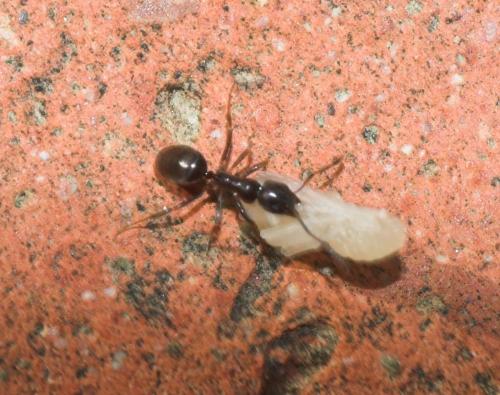Tapinoma nigerrimum