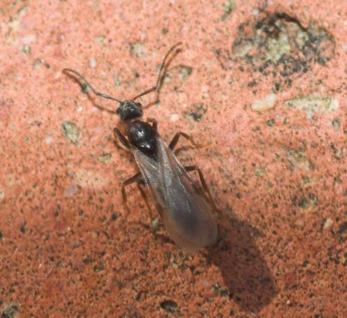 Tapinoma nigerrimum
