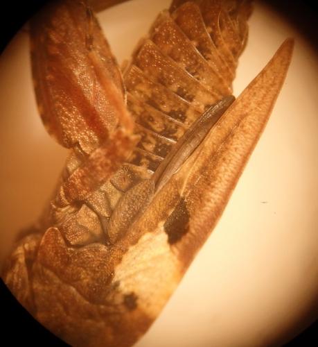 Réf. 162 682 : Tetrix bipunctata