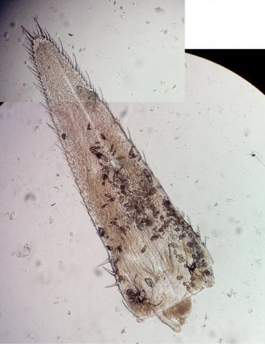 Siriella jaltensis