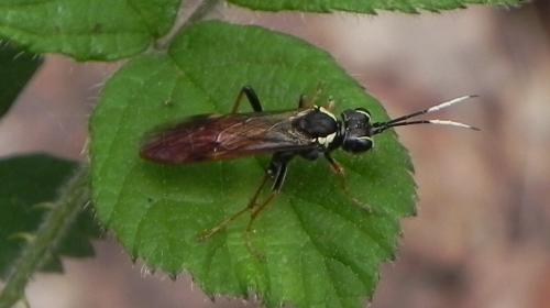 Réf. 162 756 : Tenthredo ferruginea