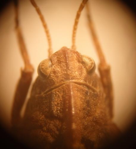 Réf. 162 679 : Tetrix bipunctata